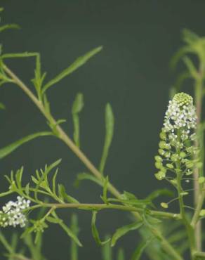 Fotografia 7 da espécie Lepidium ruderale no Jardim Botânico UTAD