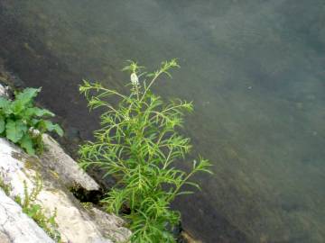 Fotografia da espécie Lepidium ruderale