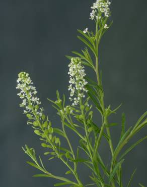 Fotografia 10 da espécie Lepidium ruderale no Jardim Botânico UTAD