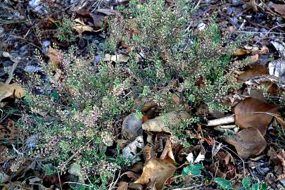 Fotografia da espécie Lepidium ruderale