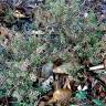 Fotografia 13 da espécie Lepidium ruderale do Jardim Botânico UTAD