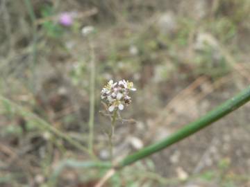 Fotografia da espécie Lepidium graminifolium