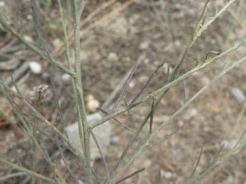 Fotografia da espécie Lepidium graminifolium