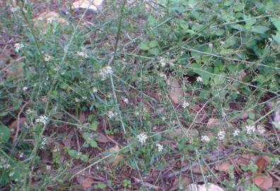 Fotografia da espécie Lepidium graminifolium