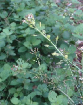 Fotografia 9 da espécie Lepidium graminifolium no Jardim Botânico UTAD