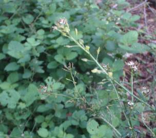 Fotografia da espécie Lepidium graminifolium