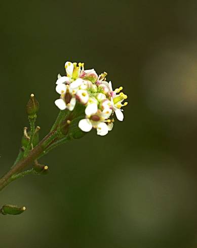 Fotografia de capa Lepidium graminifolium - do Jardim Botânico