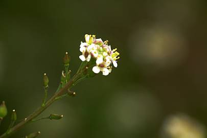 Fotografia da espécie Lepidium graminifolium