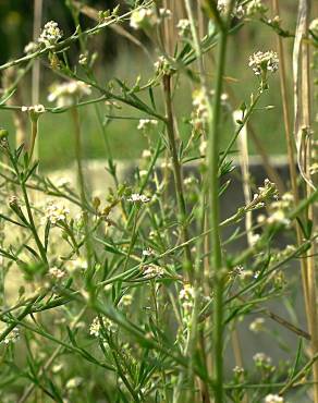 Fotografia 10 da espécie Lepidium graminifolium no Jardim Botânico UTAD