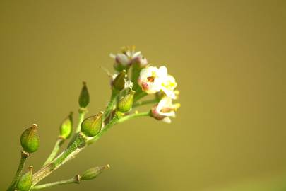 Fotografia da espécie Lepidium graminifolium