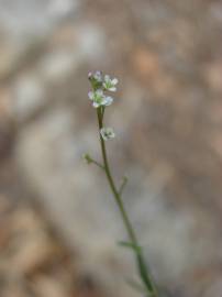 Fotografia da espécie Lepidium graminifolium