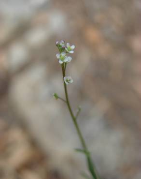 Fotografia 12 da espécie Lepidium graminifolium no Jardim Botânico UTAD