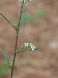 Fotografia da espécie Lepidium graminifolium