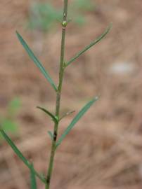 Fotografia da espécie Lepidium graminifolium