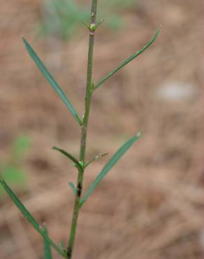 Fotografia 14 da espécie Lepidium graminifolium no Jardim Botânico UTAD