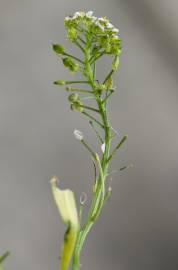 Fotografia da espécie Lepidium graminifolium