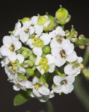 Fotografia 17 da espécie Lepidium graminifolium no Jardim Botânico UTAD