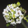 Fotografia 17 da espécie Lepidium graminifolium do Jardim Botânico UTAD