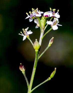 Fotografia 18 da espécie Lepidium graminifolium no Jardim Botânico UTAD