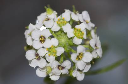 Fotografia da espécie Lepidium graminifolium