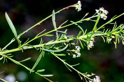 Fotografia da espécie Lepidium graminifolium