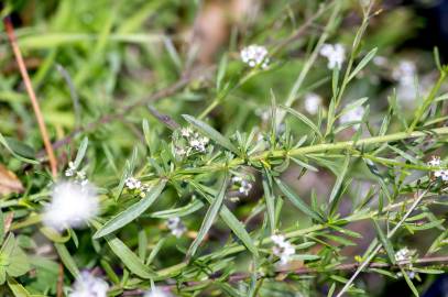 Fotografia da espécie Lepidium graminifolium