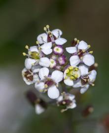 Fotografia da espécie Lepidium graminifolium