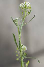 Fotografia da espécie Lepidium graminifolium