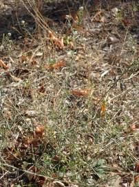 Fotografia da espécie Lepidium graminifolium