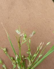 Juncus foliosus