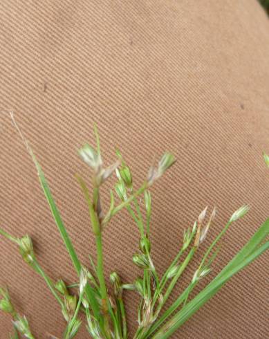 Fotografia de capa Juncus foliosus - do Jardim Botânico