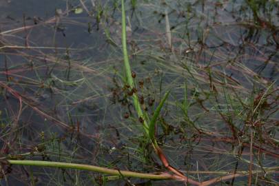 Fotografia da espécie Juncus heterophyllus