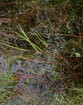 Fotografia 3 da espécie Juncus heterophyllus no Jardim Botânico UTAD