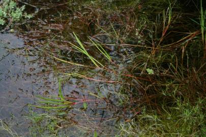 Fotografia da espécie Juncus heterophyllus