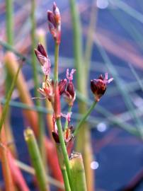 Fotografia da espécie Juncus heterophyllus