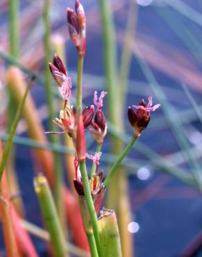 Fotografia 1 da espécie Juncus heterophyllus no Jardim Botânico UTAD