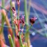 Fotografia 1 da espécie Juncus heterophyllus do Jardim Botânico UTAD