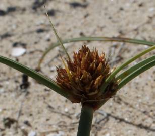 Fotografia da espécie Juncus capitatus