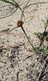 Fotografia da espécie Juncus capitatus