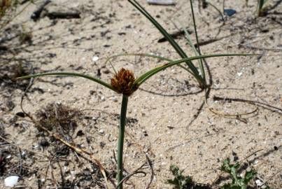 Fotografia da espécie Juncus capitatus