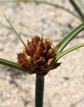 Fotografia 5 da espécie Juncus capitatus no Jardim Botânico UTAD