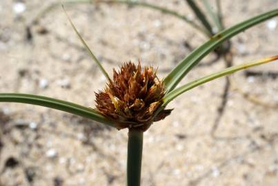 Fotografia da espécie Juncus capitatus