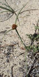 Fotografia da espécie Juncus capitatus