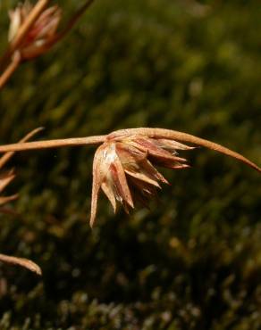 Fotografia 8 da espécie Juncus capitatus no Jardim Botânico UTAD