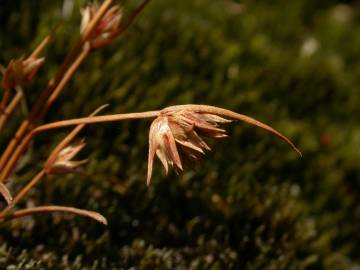 Fotografia da espécie Juncus capitatus