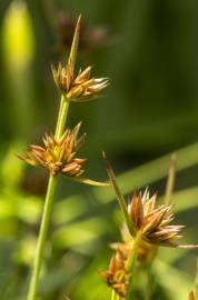 Fotografia da espécie Juncus capitatus