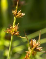 Juncus capitatus