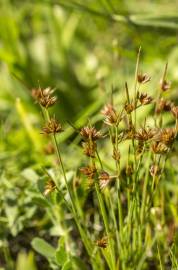 Fotografia da espécie Juncus capitatus