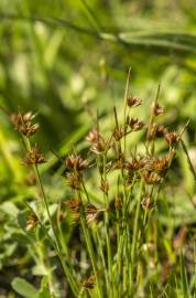 Fotografia da espécie Juncus capitatus