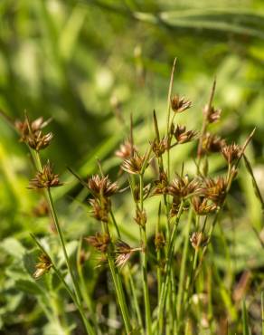 Fotografia 10 da espécie Juncus capitatus no Jardim Botânico UTAD